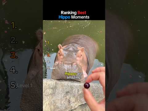 Best Hippo Moments 🦛 #hippo #best