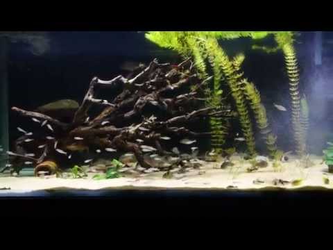 My Corydoras Tank