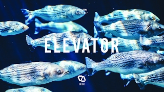 Pollàri - Fishscale