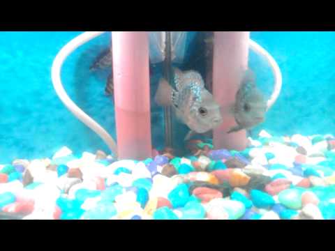 my sweet baby short body Flowerhorn fish