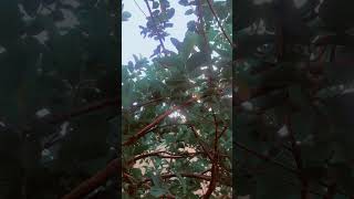 Download lagu Zaki/ka rabu da sanyi har abada idan kika/kayi wannan hadin mp3