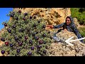 Harvesting rare plums and rescuing a bird of paradise in the heart of a mysterious rock