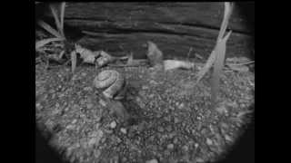 High aura&#39;d &quot;Remain in Light&quot;