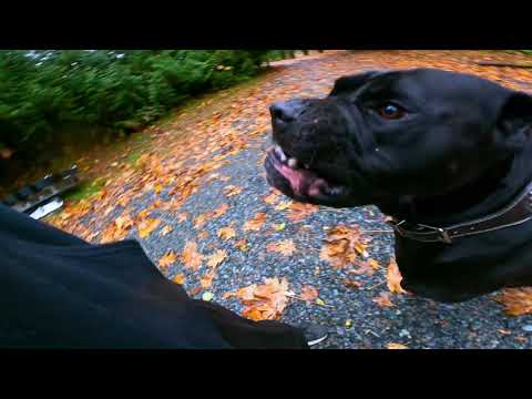 CANE CORSO ATTACKS !!?!! Corso Kennels Kane Lunges At Camera