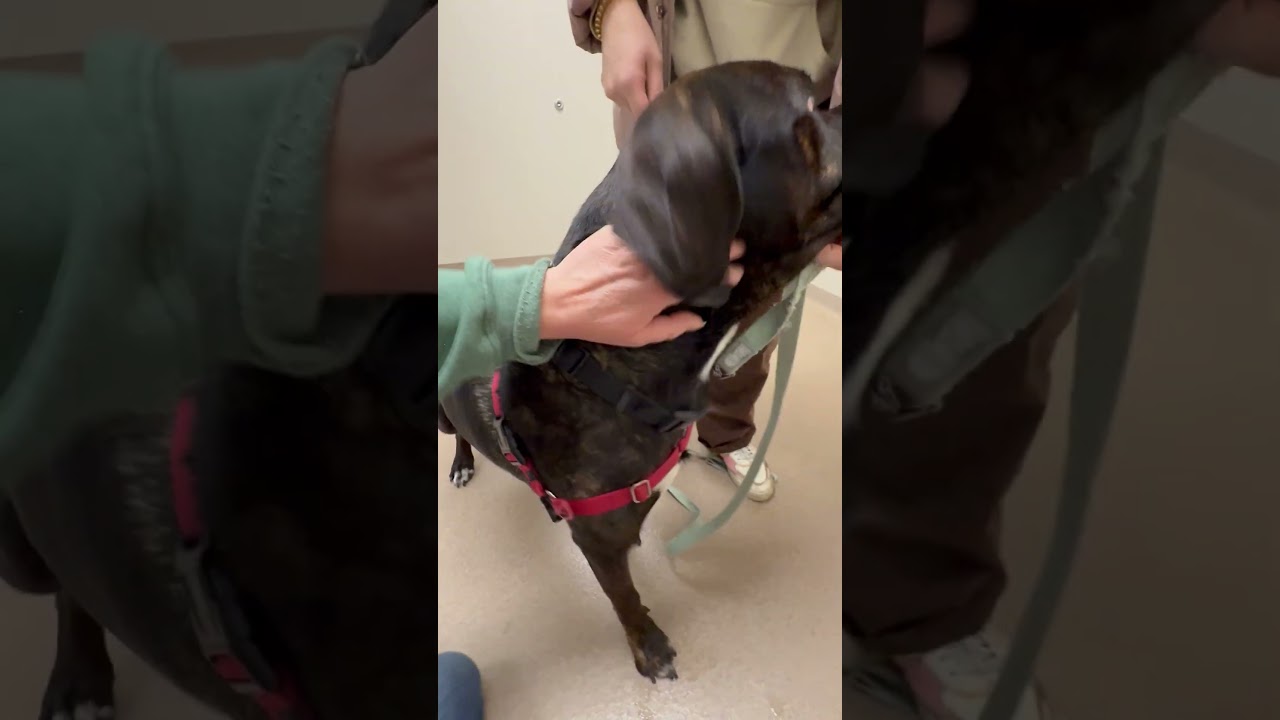 Enlarge Porky-So friendly! , a ADOPTABLE mixed breed in Oshkosh, WI video 6/6