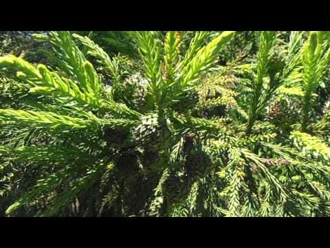 Cedro del Japón o Criptomeria: Cryptomeria japonica