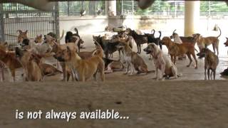 5,000 street dogs in one shelter...