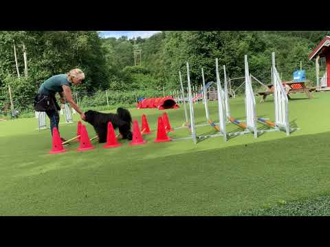 Swiffer 2020.08.09 Rehab