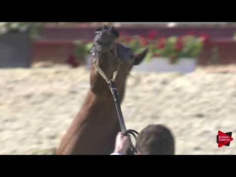 N.15 JUHAINA AL JOOD - 2019 Qatar International show - Yearling Fillies (Class 1A)