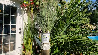 Plant Haul! New Plants For Containers and The Garden!