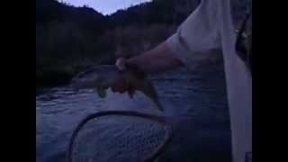 preview picture of video 'Matty Feeding Dry Flies to a Missouri River Brownie.'