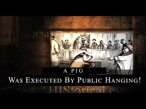 In 1386, a pig was executed by court in France I #Unbelievable_but_True2023