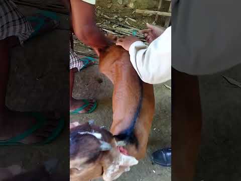 , title : 'Vitamin injection for our goat #goatfarming'