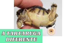UMA TARTARUGA COM RODINHAS