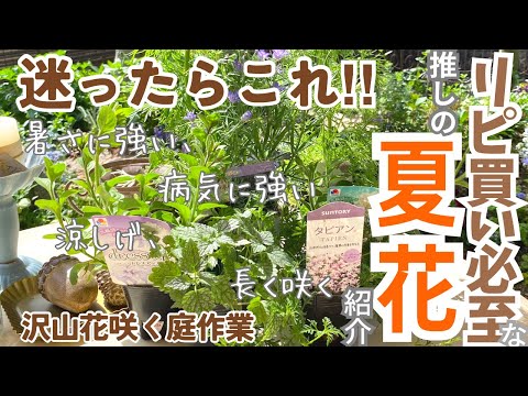  8月にバルコニーに植える花はどれですか？夏を乗り切るお手軽6種！  庭園