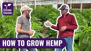 Grow CBD hemp in your home | Growing Guide | Get Seeds Online