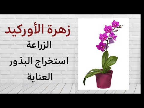 , title : 'كيفية العناية بزهرة الأوركيد بالبيت, زراعتها و تنظيف اوراقها و استخراج بذور أوركيد Orchidées'