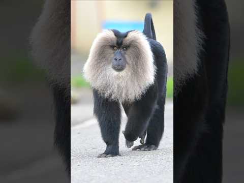 Lion-tailed macaque spotted at Valparai|#monkey #wildlife #valparai