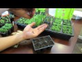 MFG 2016: Planting Thyme a Perennial Herb Using the Over-Seeding Method: Start Early!