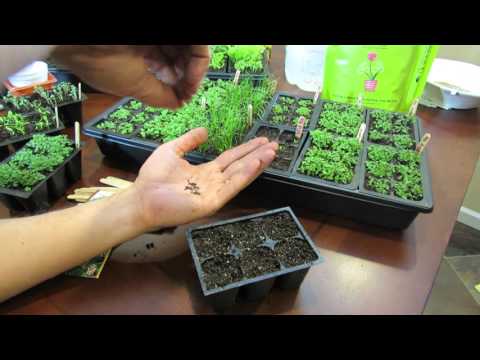 download lagu mp3 mp4 Thyme Plant Sprouts, download lagu Thyme Plant Sprouts gratis, unduh video klip Thyme Plant Sprouts