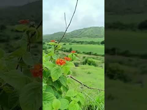 natural beauty 😍#natural #kudrat #flowers
