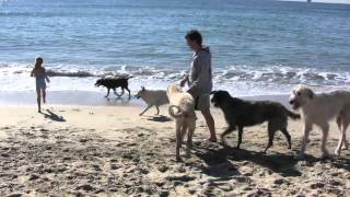 Huntington Dog Beach