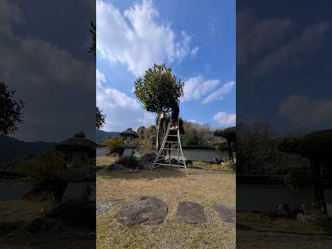 冬にシジュウカラの巣箱をどこに置くか？この鳥を引き寄せるには何を入れたらいいでしょうか？従うべき 3 つの重要なヒント  庭園