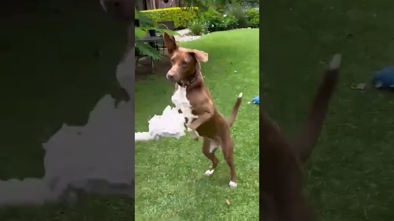 Enlarge SOL (FOSTERED), a Adoptable mixed breed in Langley, BC video 5/6