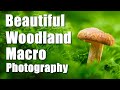 Beautiful Woodland Macro Photography