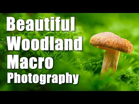 Beautiful Woodland Macro Photography