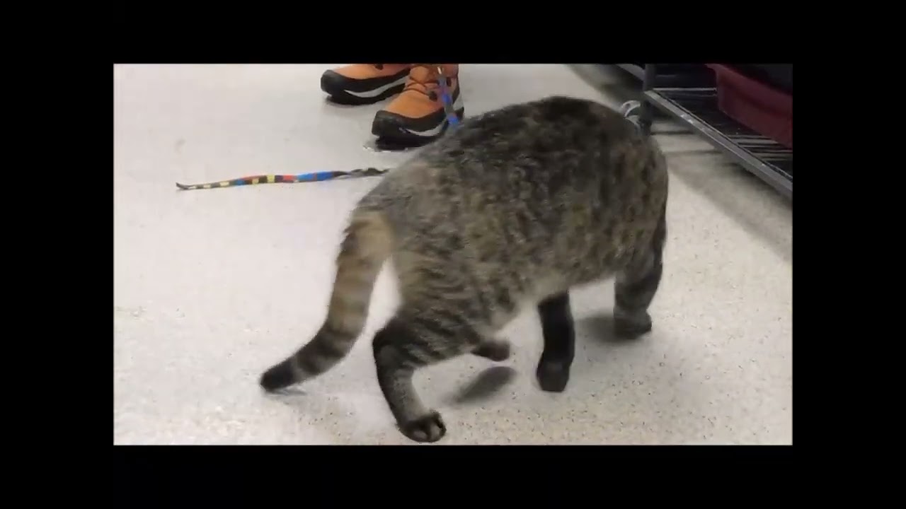 ARCHIMEDES, a ADOPTABLE Domestic Short Hair in Ironwood, MI video 4/4