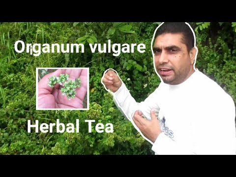 Origanum vulgare | Origano | Miracle Herbal Diversity