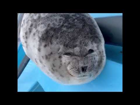 Baby seal sticks tongue out