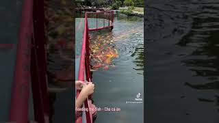 #TiếngAnhGiađình #FeedingTheFish #ChoCáĂn