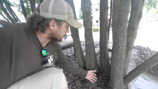How to stop a tree stump from growing back