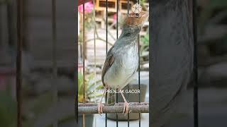 Download lagu MASTERAN PRENJAK BETINA NGETIR PANJANG SUARA JERNIH Shorts# mp3 Download lagu MASTERAN PRENJAK BETINA NGETIR PANJANG SUARA JERNIH Shorts# mp3