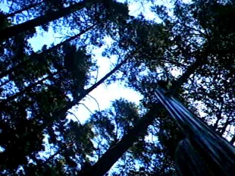 Drückjagd Wildschweinjagd