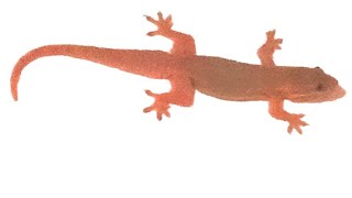 Download lagu suara cicak, pikat cicak 100% ampuh , bisa kalian coba mp3 Download lagu suara cicak, pikat cicak 100% ampuh , bisa kalian coba mp3