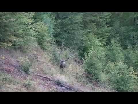 Hunting in Romania - Genesis Hunting Association