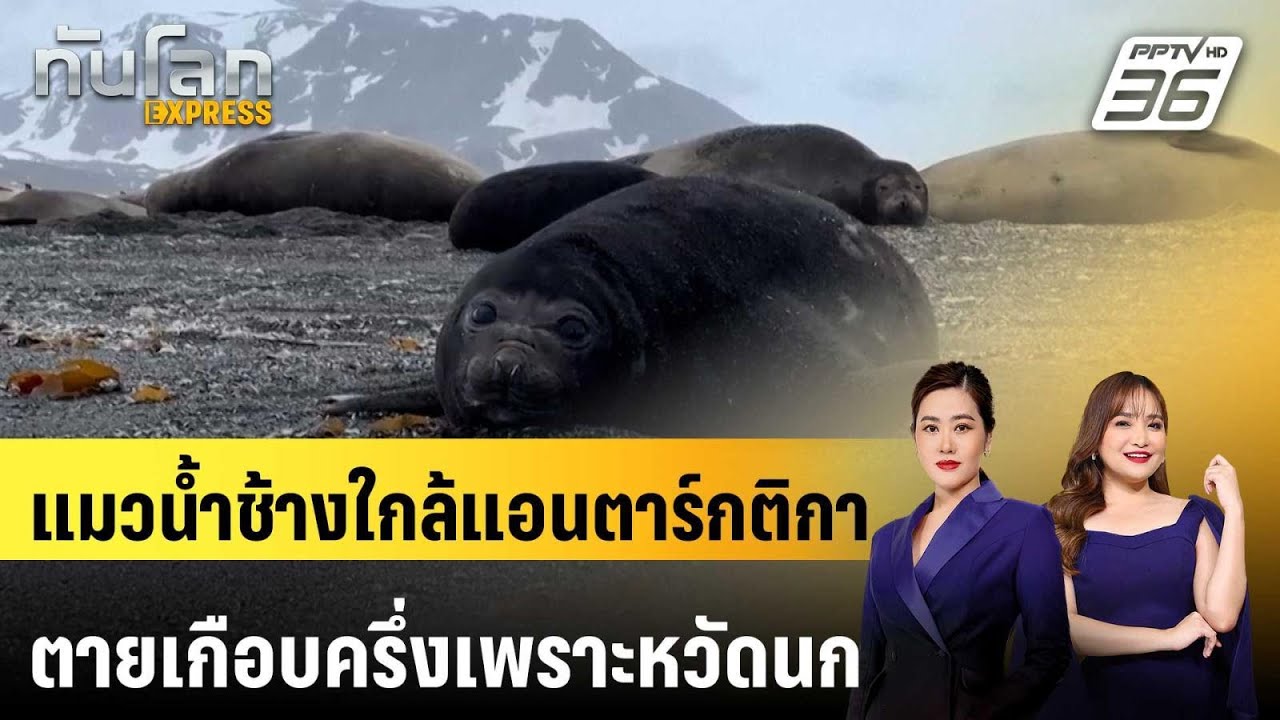 แมวน้ำช้างใกล้แอนตาร์กติกา ตายเกือบครึ่งเพราะหว?