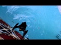 Swimming Bat