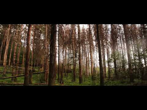 Pantha du Prince - Holding the Oak (Official Video)
