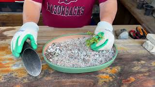 Repotting a couple of Portulacaria’s -The Forest Part 2