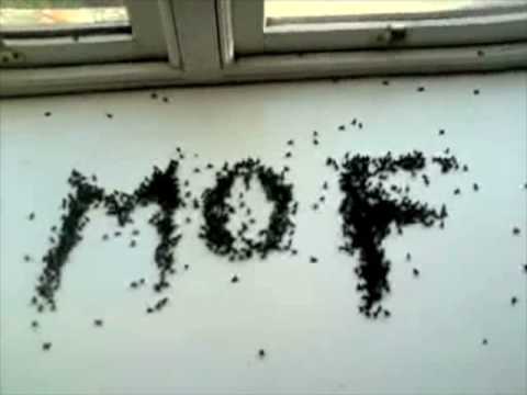 Mouthful of Flies - Unexplained Phenomena - The Devil's Insects