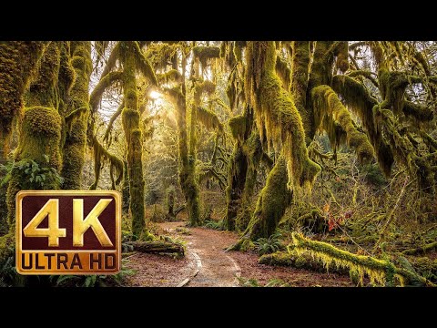 4K Virtual Walking Tour around Plitvice Lakes, Croatia   Amazing Nature Scenery with Soothing Sounds