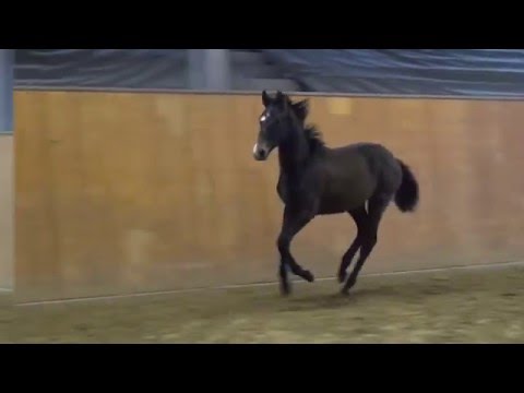Cristallo I-Graf Top colt * 2015 for sale