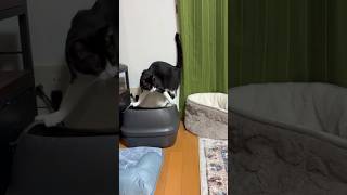 挙動不審なやつを穴から覗くやつ #shorts