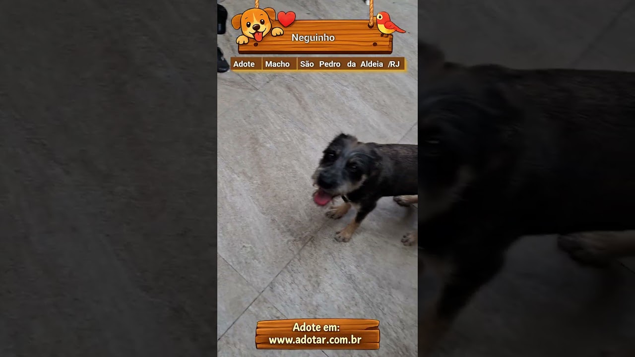 Cachorro raça SRD-ViraLata idade 7 a 11 meses nome Neguinho