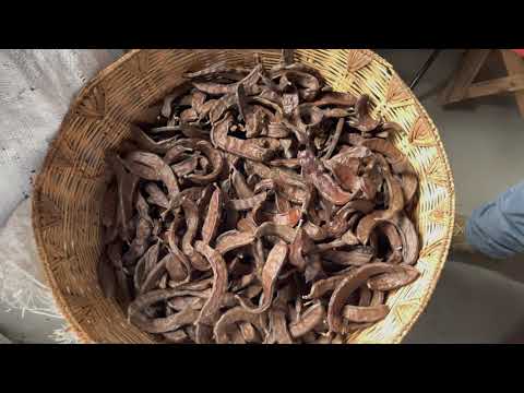 Kharroub (Carob): Everything You Need to Know