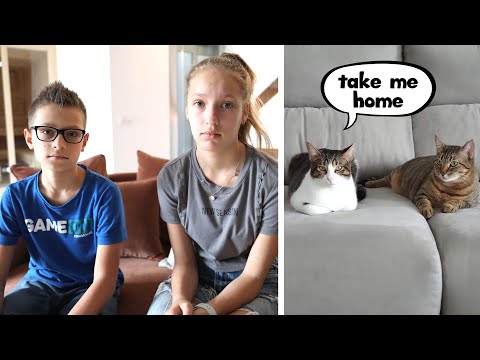 YouTube video about: Did karina and ronald find their cats?